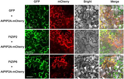 Functional characterization of Fagopyrum tataricum ZIP gene family as a metal ion transporter